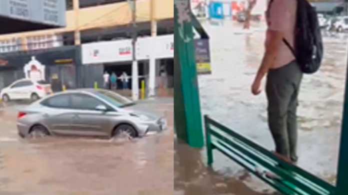 Reprodução