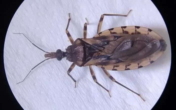 A doença é transmitida principalmente pelo inseto conhecido como barbeiro, que pode contaminar alimentos ou entrar em contato com a pele humana. — Foto: Reprodução/Secretaria de Estado da Saúde